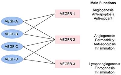 The Role of the VEGF Family in Coronary Heart Disease